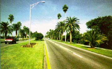 photo of a road with palm trees, Clearwater, FL