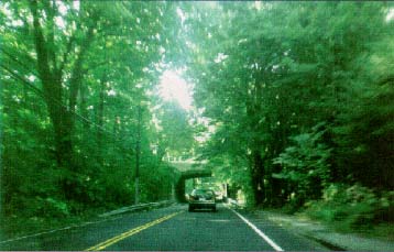 photo of tree lined Rt. 136 in Wesport, CT