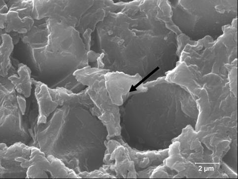 Figure 2.2.1-12 Scaning Electron Micrograph Showing Cross-Section and Wet-out of Nylon/Carbon Composite Plate Processed under VARTM (8000 X) Arrow Shows Areas of Highly Crystallized Nylon