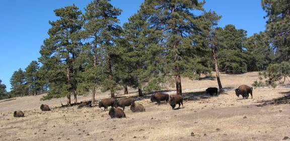 Exhibit 3 – Buffalo herd scenic overlook, I-70 foothills west of Denver
